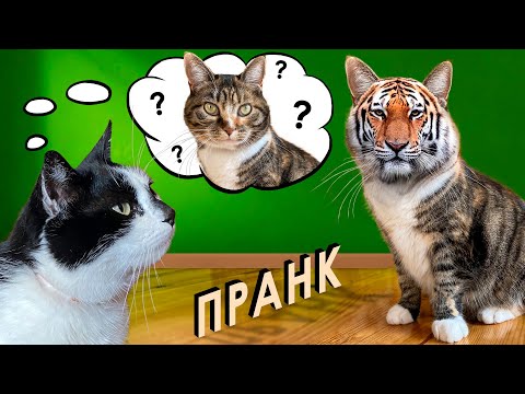 Анука Давайка Новые Серии 2022 Года Ютуб Анука Давайка Новые Серии 2022 Года Ютуб